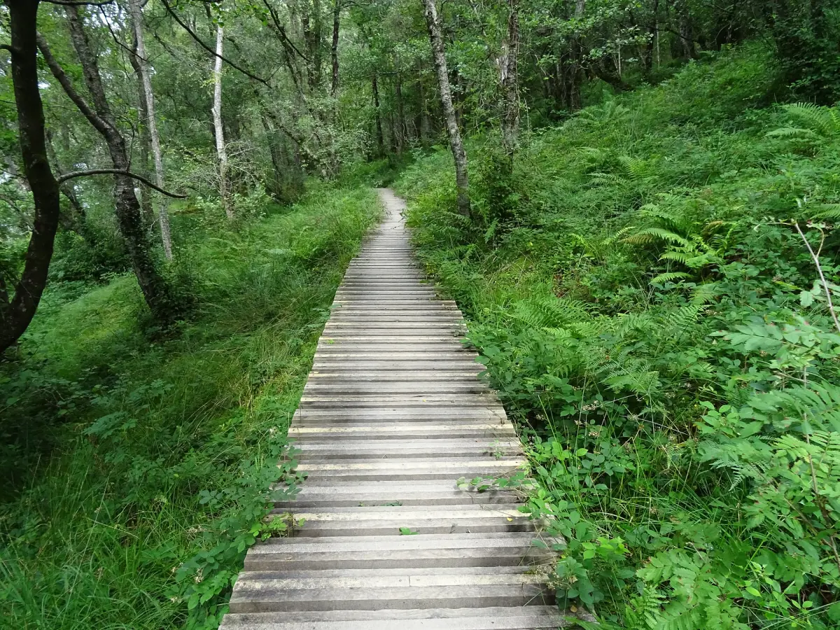 A wooden boardwalk on the West Highland Way