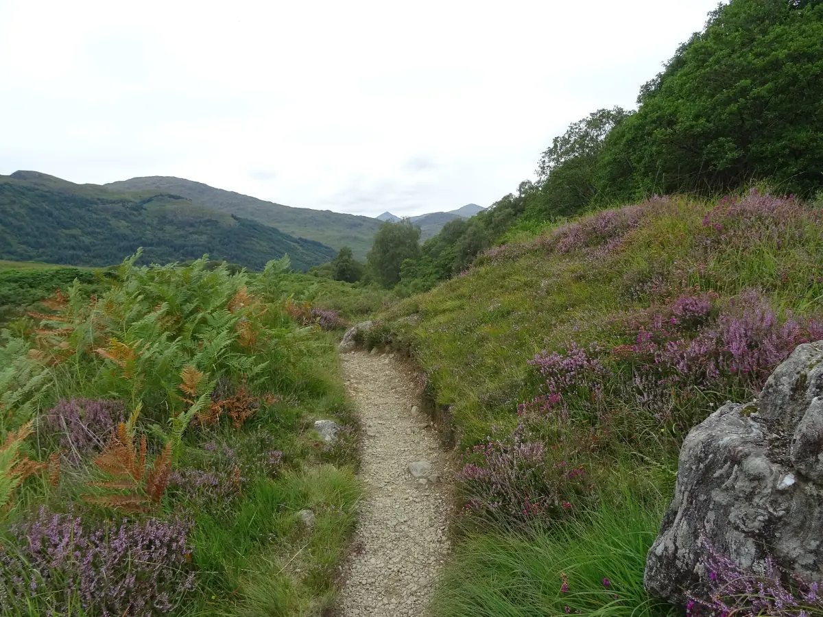 The West Highland Way path through heather